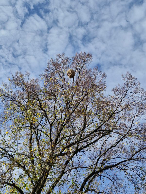 Nid de frelons européens en hauteur dans un arbre, nécessitant une destruction professionnelle sécurisée dans le Puy-de-Dôme
