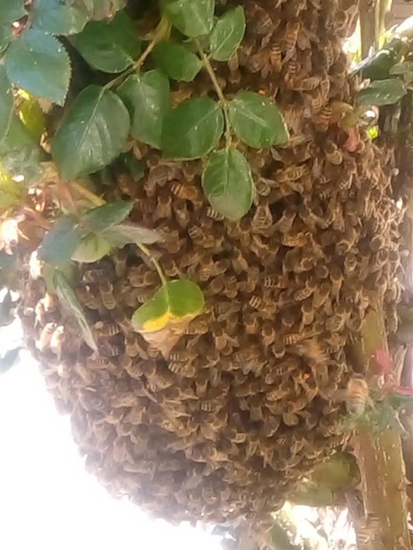 essaim d'abeille récupéré