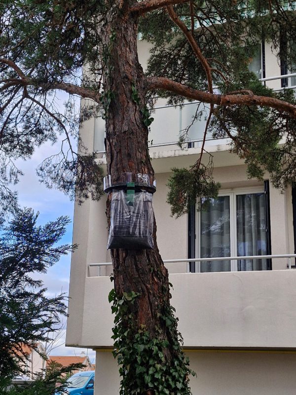 Pose d’écopiège contre les chenilles processionnaires sur un arbre, solution de prévention professionnelle dans le Puy-de-Dôme